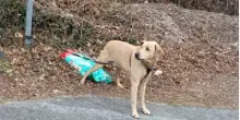 Cane abbandonato in strada: era legato a un palo, accanto a lui un sacchetto di croccantini. &laquo;&Egrave; una vergogna&raquo;