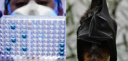 Virus Nipah, accertati nuovi casi in India: la nuova malattia trasmessa dai pipistrelli preoccupa l'Oms