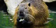 Nutria a tavola, la provocazione dal Veneto: &laquo;La sua carne &egrave; magra, delicata e adatta anche alle diete. &Egrave; una risorsa, come il granchio blu&raquo;