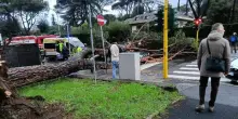 Maltempo Roma, albero crolla su un'auto all'Eur. Temporali e allerta vento fino a domani, scuole chiuse a Frosinone