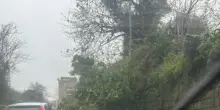Maltempo in Campania, crolla un albero tra Marano e Camaldoli: traffico in tilt