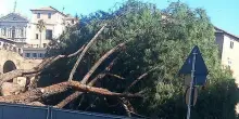 Crolla un pino in via dei Fori Imperiali: tre persone schiacciate e ferite