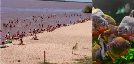 Attacco di piranha nel delta del Paran&aacute; in Argentina, 40 feriti gravi. &laquo;Amputato il dito a un bambino&raquo;
