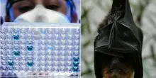 Virus Nipah, incubo pandemia: al via il vaccino su 60 volontari, ecco chi sono e a chi &egrave; consigliato