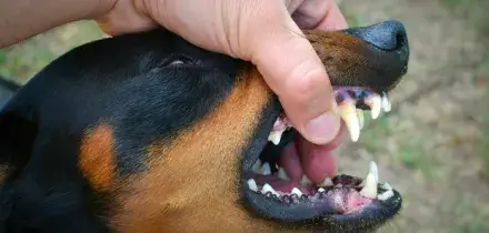 Morto in casa da giorni: i suoi tre pitbull lo divorano