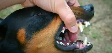 Perugia, morto in casa da giorni: i suoi tre pitbull lo divorano, il 51enne aveva avuto un malore improvviso