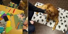 Raudy, il Golden Retriever che aiuta i pazienti affetti da disturbi alimentari: &laquo;Con lui ci sentiamo bene e non pensiamo al cibo&raquo;