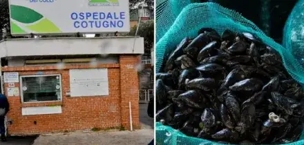 Epatite A a Napoli, ospedali al collasso: 43 ricoverati al Cotugno. Il contagio da cozze e vongole: i sintomi e come proteggersi