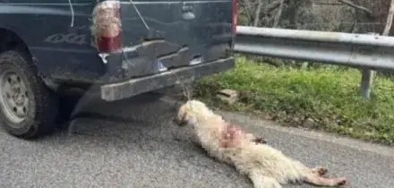 Cane legato per il collo e trascinato da un pick-up a Cosenza: la foto choc (dopo la morte) e la denuncia sui social