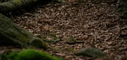 Stefano Bertusi scomparso nel 2015, trovati i resti 9 anni dopo. Ma per l'anagrafe &egrave; ancora vivo