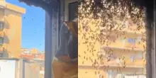 Roma, sciame d'api oltrepassa la zanzariera e fa irruzione in una casa (dove vivono soggetti allergici). L'esperto: &laquo;Segnalate sempre la presenza di nidi&raquo;