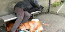 Lo separano dai cani e sparisce nel nulla: il dramma di Vincenzo