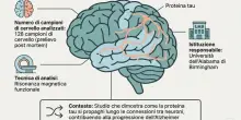 Alzheimer, la proteina tau si propaga attraverso i neuroni: ecco come si pu&ograve; rallentare il male