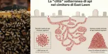 Scienziati scoprono 5,5 milioni di api che vivono sotto un cimitero. &laquo;Una citt&agrave; sotterranea&raquo;