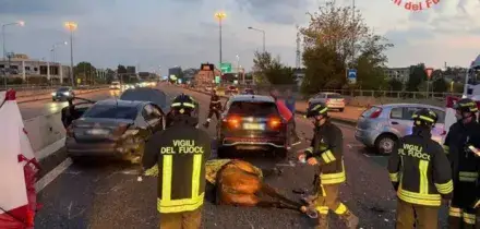 Cavalli in fuga dal maneggio finiscono sulla statale, maxi incidente con tre auto: cinque feriti, morto un animale