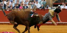 Choc alla corrida di Siviglia, torero incornato nel gluteo: perforato il retto. Morante de la Puebla &egrave; gravissimo