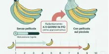 I 5 trucchi infallibili per conservare il cibo (e per risparmiare parecchio sulla spesa)