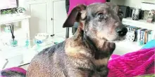 Roma, cagnolino sbranato da due pitbull sotto gli occhi del padrone: il dramma di Dodo sbranato a Focene
