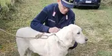Picchia e uccide un cane tenuto al guinzaglio, l'allarme dei vicini e la denuncia di un 56enne: orrore fuori Roma