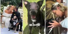 Dopo 13 sedute di radioterapia per un tumore, il cane Chico accompagna i suoi umani all'altare (in smoking): &laquo;Non poteva mancare&raquo;