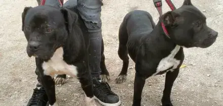 Aggredita dal proprio pitbull, subisce l'amputazione di una gamba: la polizia abbatte l'animale. Choc a Ischia