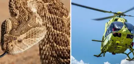 Morso da un cobra allo spettacolo del ?mago dei serpenti?: muore turista in vacanza sul mar Rosso