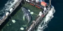 La balena Timmy verso la libert&agrave;, la megattera entra in Danimarca: il Mare del Nord ora &egrave; a un passo