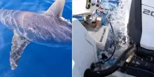 Squalo attacca una barca all?Isola del Giglio. &laquo;Era di oltre 4 metri, cos&igrave; ci siamo salvati&raquo;. Il video