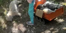 Avvelenati e lasciati morire nei boschi 15 cani: l'orrore a Pontecorvo