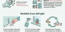 &laquo;Invasione di formiche in casa o sul balcone? Ecco il segreto per liberarsene: basta uno spicchio di aglio&raquo;