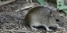 Hantavirus, il topo selvatico colilargo indiziato. &laquo;In Italia non c'&egrave;, ogni virus ha il suo animale-serbatoio&raquo;