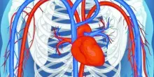 Pressione alta, quando diventa pericolosa e cosa fare: dalla dieta all'attivit&agrave; fisica. I medici: &laquo;Non ignorare il problema&raquo;