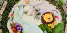Il cane Ares muore dopo una lunga malattia: pupazzo nuovo e le ultime coccole. &laquo;Dodici anni di amore incondizionato&raquo;