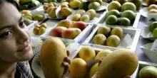 La ?mosca? che fa storcere il naso al Giappone, mango indiani vietati dopo 20 anni