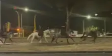 Trenta cavalli della parata del 2 giugno in fuga sulla Colombo: forse imbizzarriti da fuochi sparati da un vigile. Auto danneggiate e feriti