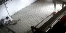 Blitz degli animalisti in una scuola elementate, proiettati video di allevamenti intensivi e macelli: bimbi di seconda in lacrime