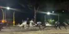 Cavalli in fuga sulla Colombo, i vigili coinvolti saranno esclusi dai servizi operativi