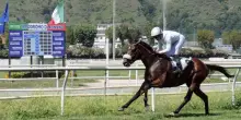 Il cavallo di Massimiliano Allegri debutta ad Agnano: in pista anche gli esemplari dell'armatore napoletano Emanuele Grimaldi