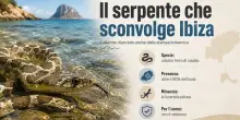Ibiza, il serpente invasore diventa un caso internazionale: &laquo;&Egrave; una tragedia per l?isola e i turisti&raquo;