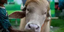 Un rarissimo bufalo albino soprannominato "Donald Trump" per la sua chioma bionda &egrave; diventato una star