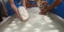 Dal ?Salon du fromage? al mercato di Rungis, la campagna promozionale della Mozzarella di Bufala DOP in Francia