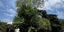 Napoli, musei del Vomero-Floridiana: in pericolo lo storico platano