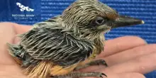 Un uccello estinto in natura &egrave; nato in una voliera (se ne erano perse le tracce da 40 anni)