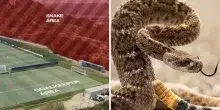 Mondiali 2026, allerta serpenti per la Svizzera: &laquo;Il campo d'allenamento &egrave; infestato&raquo;