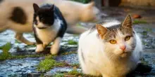 Allergia ai gatti, convivere con questi animali non peggiora l'asma nei bambini: lo studio