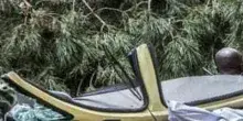 Napoli, donna uccisa dal pino in via Falcone: nessuna condanna per l?agronoma del Comune