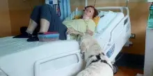 Il cane Joy accanto a Barbara per 6 ore durante la chemioterapia: parte la sperimentazione in oncologia
