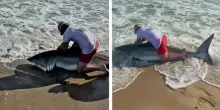 Squalo bianco all'amo del pescatore Elliot Sudal, poi viene liberato: le incredibili immagini dove fu girato lo storico film