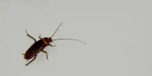 Infestazione di blatte in cucina e pesce non tracciato: ristorante chiuso dopo i controlli
