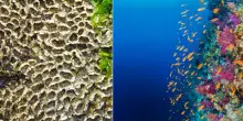 Tumori e malattie neurologiche, dai molluschi alle spugne: le nuove cure arrivano dal mare